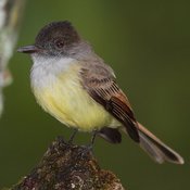 Dusky-capped Flycatcher